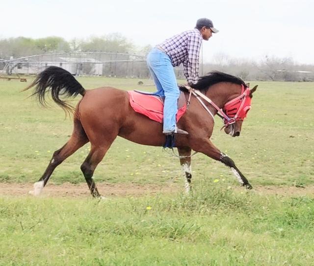 ARABIAN HORSES FOR SALE, SAN ANTONIO TEXAS AREA